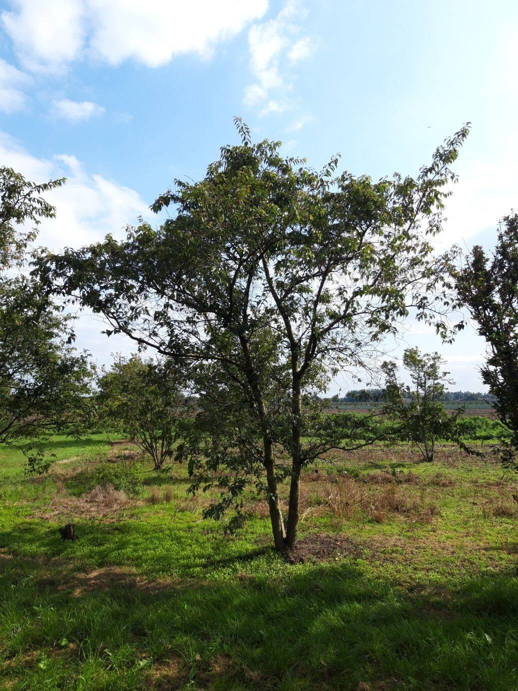 Prunus incisa Fujiyama 350-400 cm